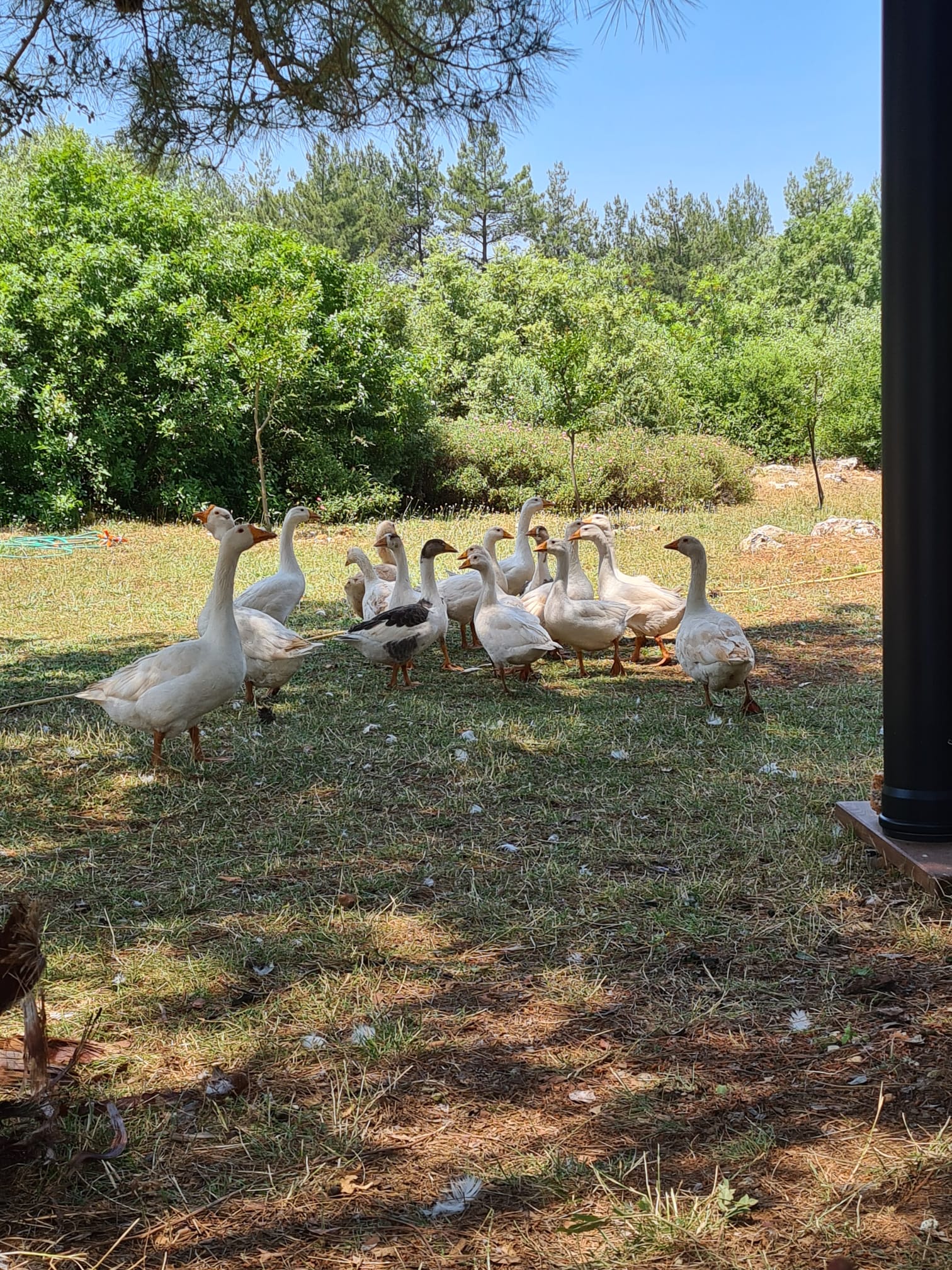 hasbahçe